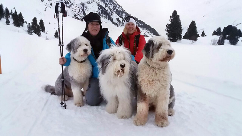 Die Bobtails Dobby, Ella und Sam schicken Urlaubsgrüße aus dem Geierwallihof Vent/Tirol in den Westerwald.