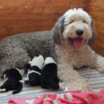 Bobtail Welpen I Wurf