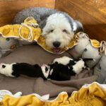 Bobtail Welpen I Wurf
