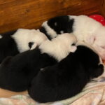 Bobtail Welpen I Wurf