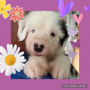 I Wurf Bobtail Ilja
