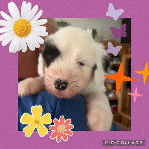 I Wurf Bobtail Balou