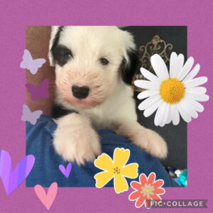 I Wurf Bobtail Fritz